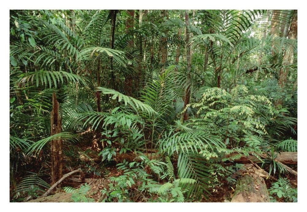 Malaysian Plant Species